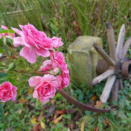 Pension Alte Schmiede Zabeltitz Zewnętrze zdjęcie